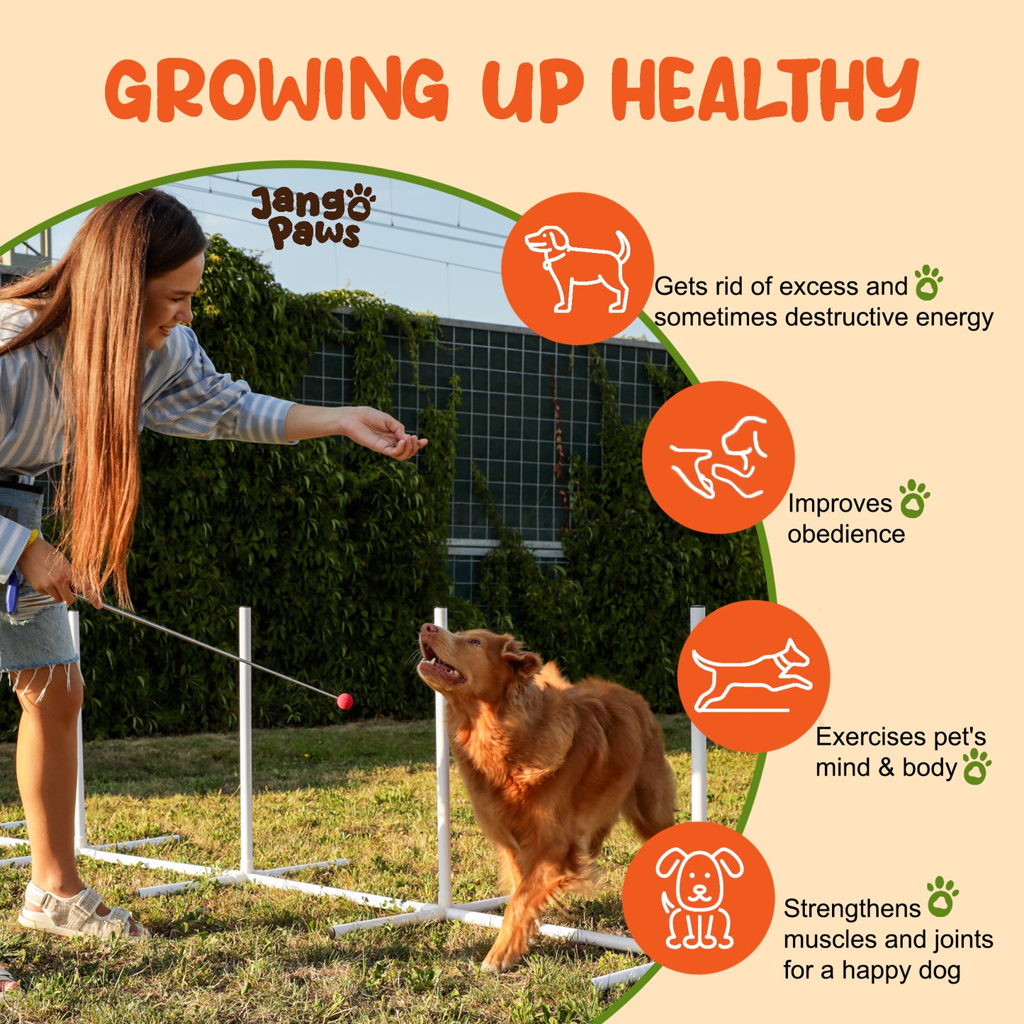 Agility Training Equipment for Dogs