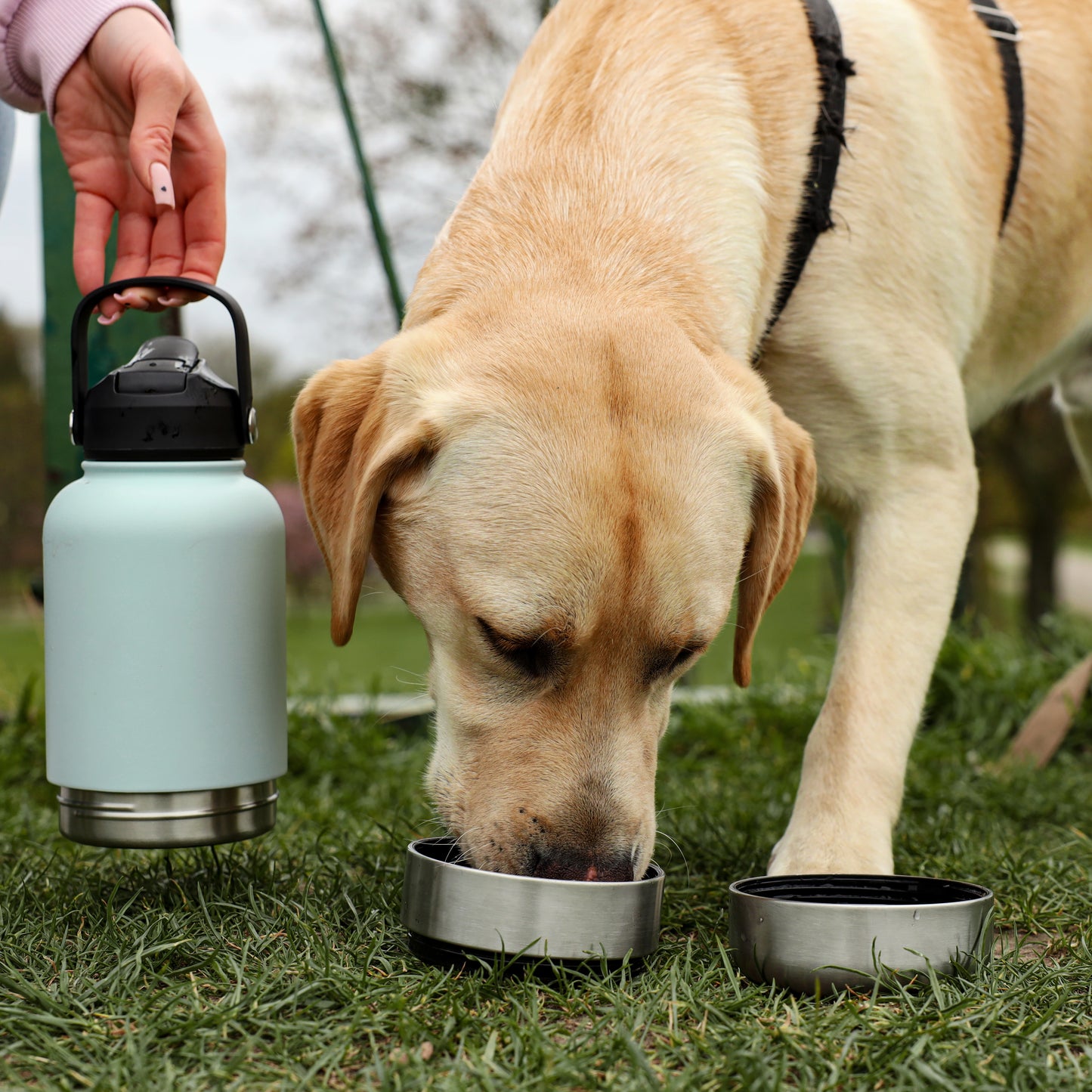 3 in 1 Stainless Steel Portable Dog Water Bottle